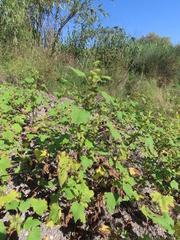 Xanthium orientale