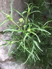 Lepidium ruderale