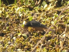 Agelasticus cyanopus