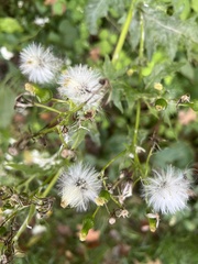 Senecioninae