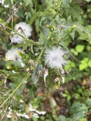 Senecioninae