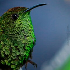 Microchera cupreiceps