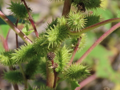 Xanthium orientale