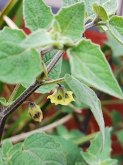 Physalis peruviana