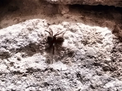 Salticinae