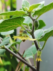 Physalis peruviana