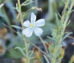 Linum lewisii