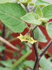 Physalis peruviana