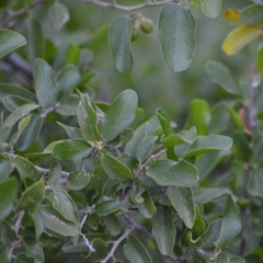 Celtis pallida