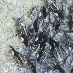 Cerastipsocus venosus