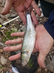 Semotilus corporalis