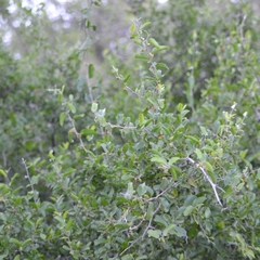 Celtis pallida