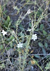Linum lewisii