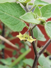 Physalis peruviana