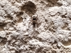 Salticinae