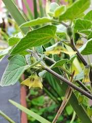 Physalis peruviana