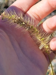 Setaria parviflora