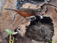 Ramphocelus carbo