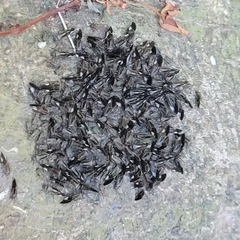 Cerastipsocus venosus