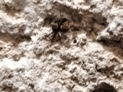 Salticinae