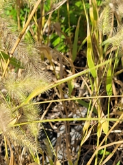 Setaria parviflora