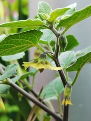 Physalis peruviana