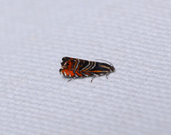 Thaumatographa jonesi