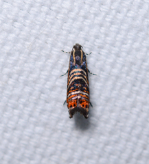 Thaumatographa jonesi