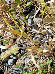 Setaria parviflora