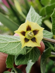 Physalis peruviana