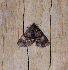 Metalectra richardsi