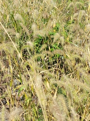 Setaria parviflora