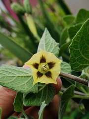 Physalis peruviana