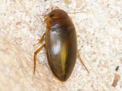 Copelatus chevrolati