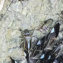 Cerastipsocus venosus