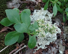 Hylotelephium telephioides