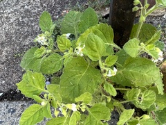 Solanum sarrachoides
