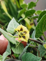 Physalis peruviana