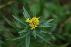 Euthamia graminifolia