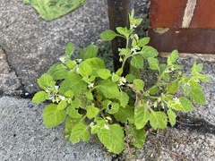 Solanum sarrachoides