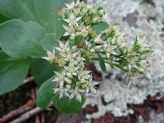 Hylotelephium telephioides