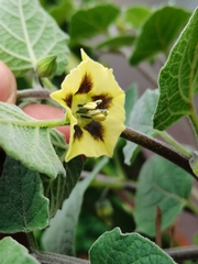 Physalis peruviana