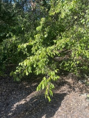 Schinus terebinthifolia