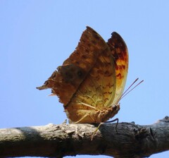 Charaxes varanes