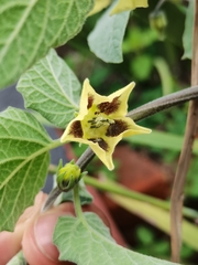 Physalis peruviana