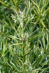 Podocarpus