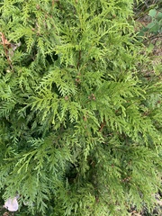 Chamaecyparis lawsoniana