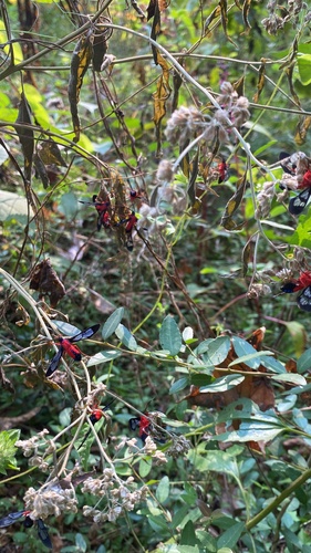 Scarlet-bodied Wasp Moth photo 4