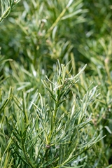 Podocarpus