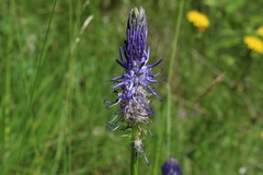 Phyteuma betonicifolium